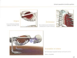 Yoga Anatomie Les Muscles - Guide Complet des Muscles en Yoga | Livre en Français -CHIN MUDRA Soldes yoga anatomie 15827926305e577fb6ce8ce