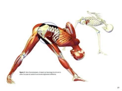 Yoga Anatomie Les Postures - Guide Complet des Asanas en Français 9 Yoga Anatomie Les Postures - Guide Complet des Asanas en Français -CHIN MUDRA Soldes yoga anatomie 15827932395e5782177530b
